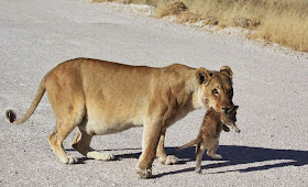 Lioness and her three cubs crossing the road at Etosha National Park Namibia, lioness and her cubs