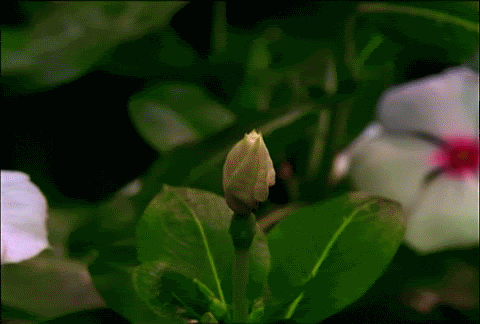 UMA NOVA FLOR VAI NASCER...