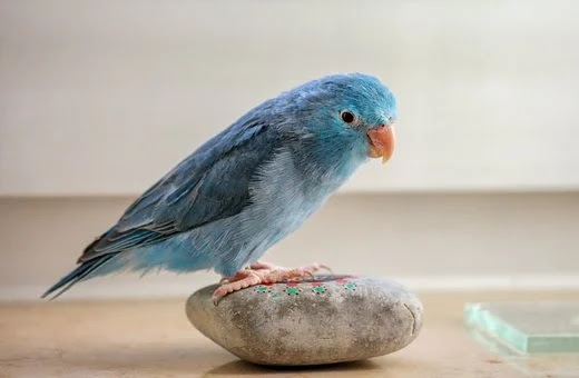 What parrots can talk about