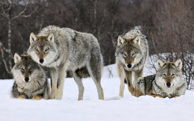 Alcatéia de lobos cinzentos na neve