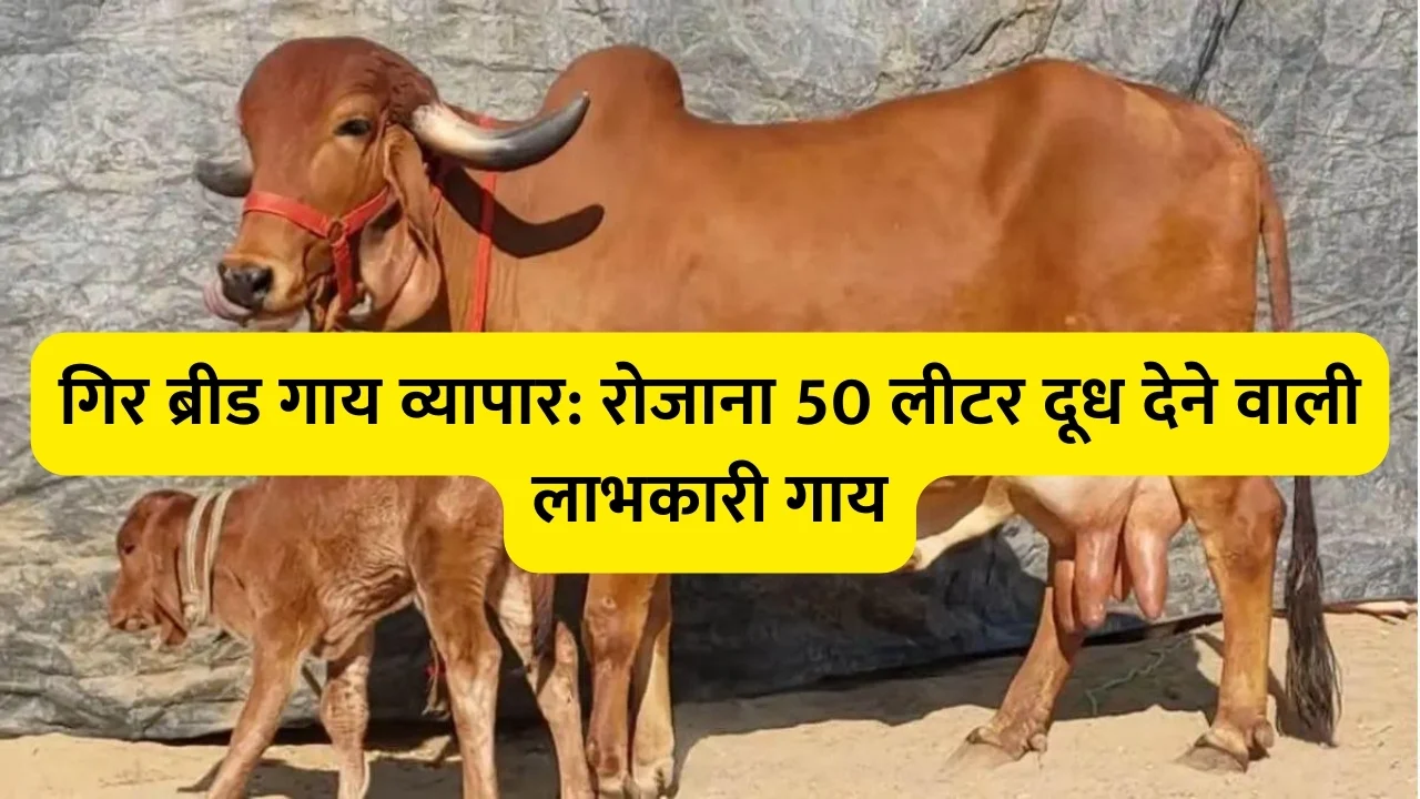 गिर ब्रीड गाय व्यापार: रोजाना 50 लीटर दूध देने वाली लाभकारी गाय