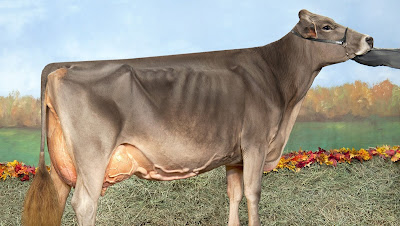 Brown swiss.