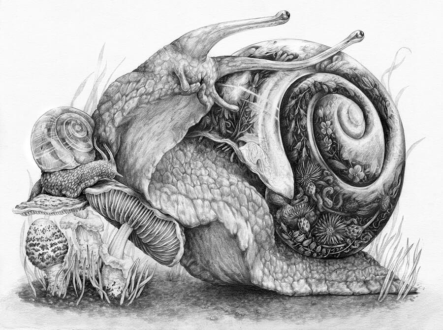 06-snails-big-and-small-animal-pencil-drawings-zoe keller-world-web-designstack-co