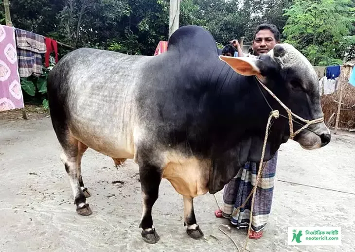 বড় গরুর পিকচার  - সুন্দর গরুর ছবি - লাল গরুর ছবি - বড় গরুর পিকচার - কোরবানির গরুর ছবি, পিকচার , ফটো  ডাউনলোড - cow pictures - NeotericIT.com - Image no 7