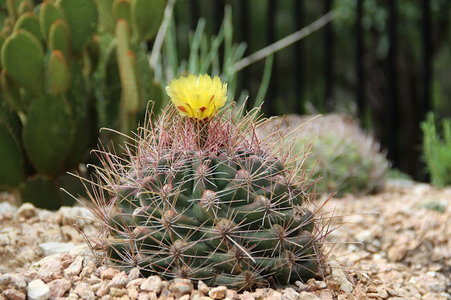 Lower Rio Grande Valley Barrel Cactus