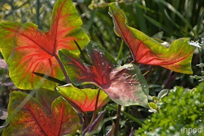 IMG_1421 copy