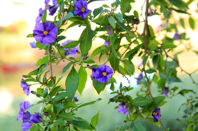 Kangaroo Apple Plant in Venice California - Flower Photography by Mademoiselle Mermaid