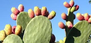 نبتة الصباروفوائده Cactuses