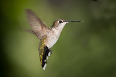 Hummingbird Photo