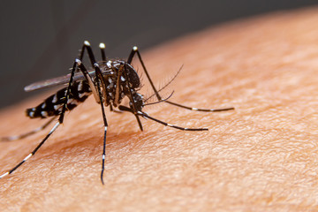 Epidemia de Dengue: Votuporanga confirma quatro casos da variante desaparecida por décadas