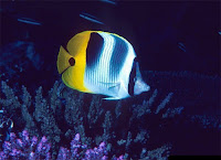 Butterflyfish