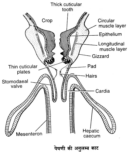 कॉकरोच के पाचन तंत्र का सचित्र वर्णन (Digestive System of Cockroach)hindi