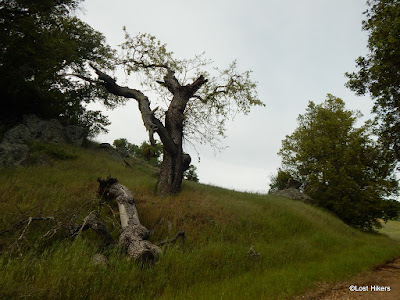 Event the dry tree is beautiful..