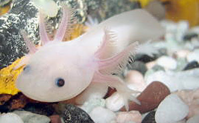 The leucistic Long Finned Oscar is native to Peru