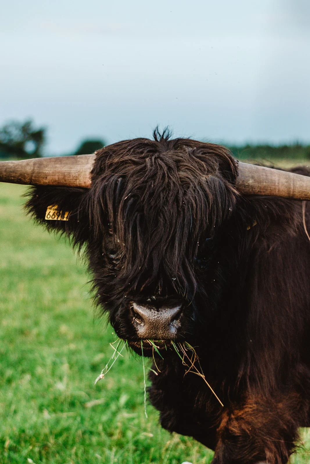 Szkockie krowy w Polsce. Highland Cattle. Brązowe krowy. Gdynia.