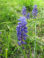 Grape hyacinths