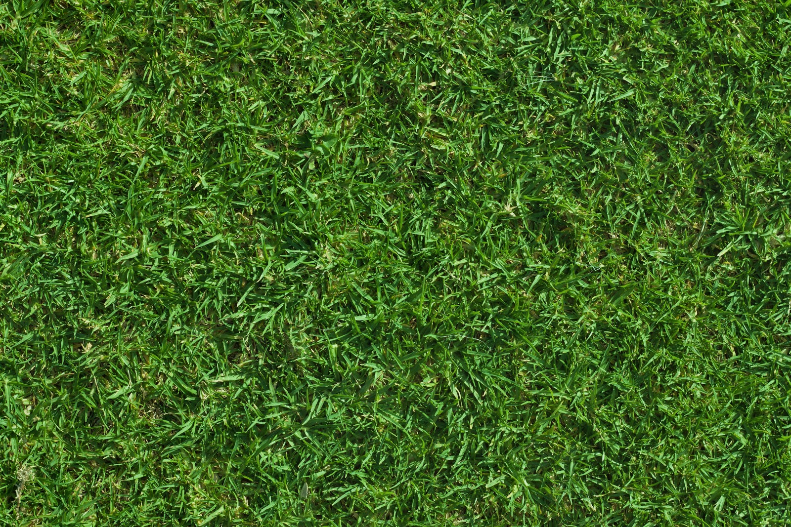 HIGH RESOLUTION TEXTURES: Green lush grass texture