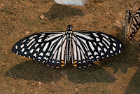 Papilio clytia f.dissimilis