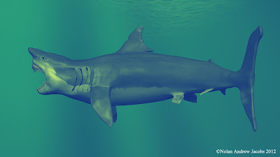 Killer Whale Vs Shark / Shark Vs Shark: Ocean giants battle it out in