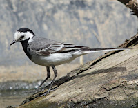 Lavandera blanca o aguzanieves (Motacilla alba)