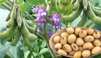 soya bean