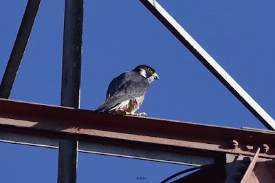 Peregrine Falcon (Shaheen) Falco peregrinus