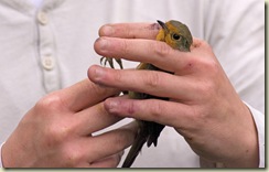 robin