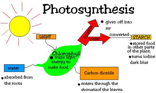 Chemical Changes: Photosynthesis