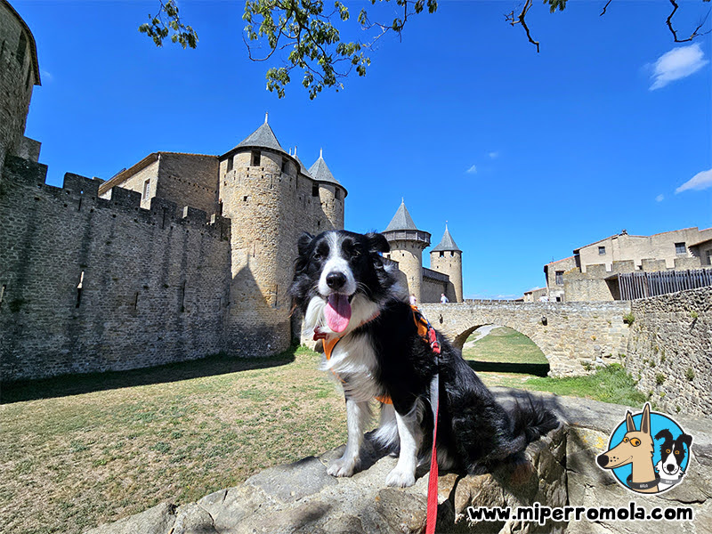 Carcasona con Perros 07 - Château et Remparts de la Cité de Carcassonne