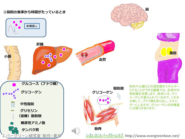 ブドウ糖（グルコース）, グリコーゲン, 糖新生, インスリン, グルカゴン, 脂肪酸, 遊離脂肪酸, 中性脂肪（トリグリセリド）, 脂肪燃焼, 