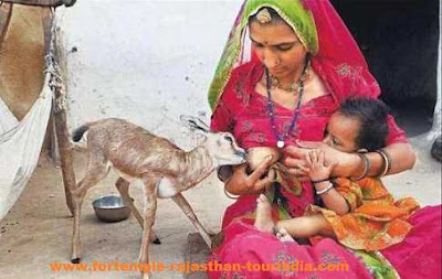 Bishnoi lady girl woman breast feeding to deer image picture photo