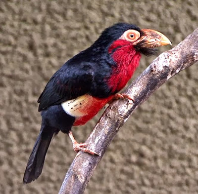 Barbudo pecho rojo Pogonornis dubius