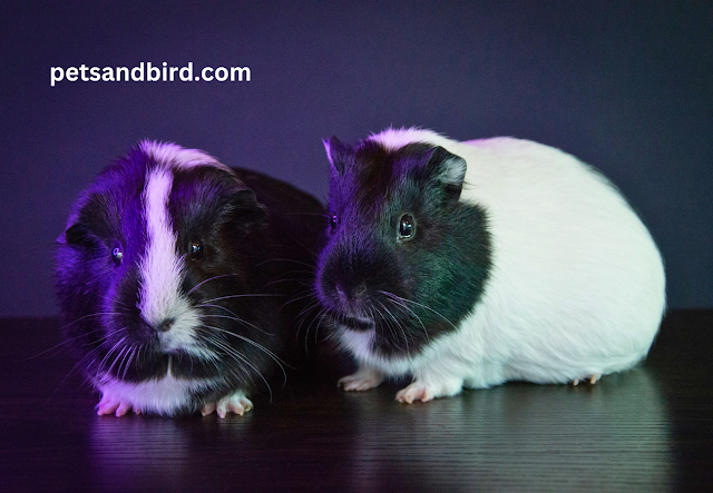 Guinea Pigs: Social Wonders