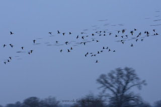 Naturfotografie Wildlifefotografie Mitzieher ICM Olaf Kerber