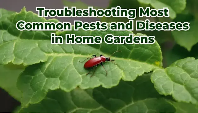 Troubleshooting  Most Common Pests and Diseases in Home Gardens