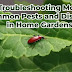 Troubleshooting  Most Common Pests and Diseases in Home Gardens