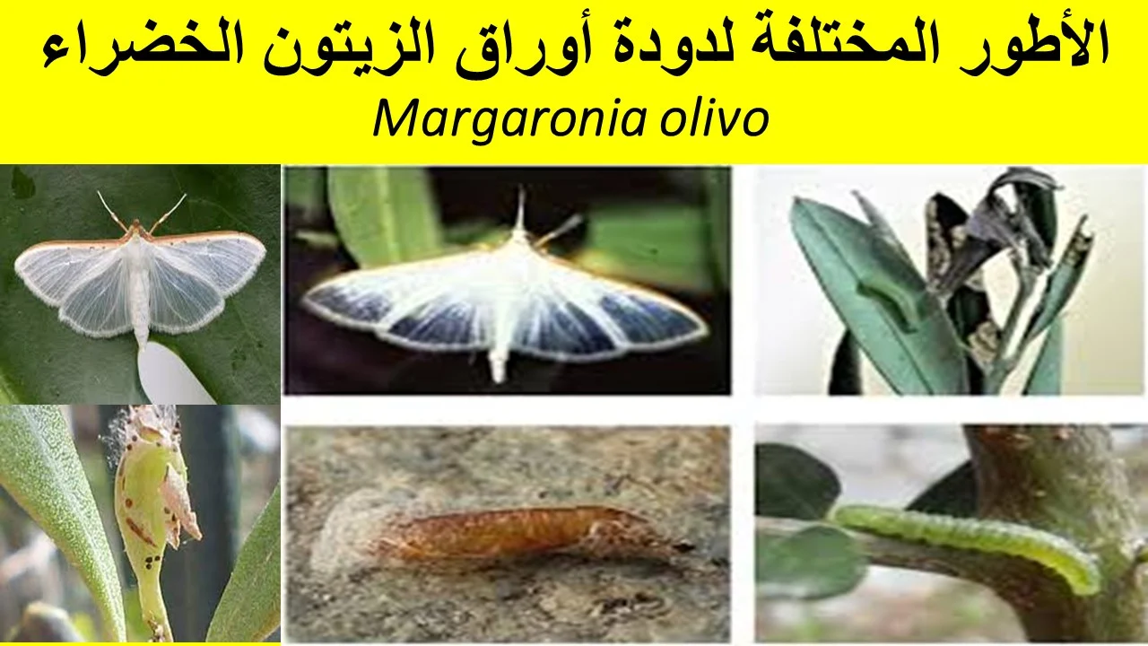 الأطور المختلفة لدودة أوراق الزيتون الخضراء Margaronia olivo