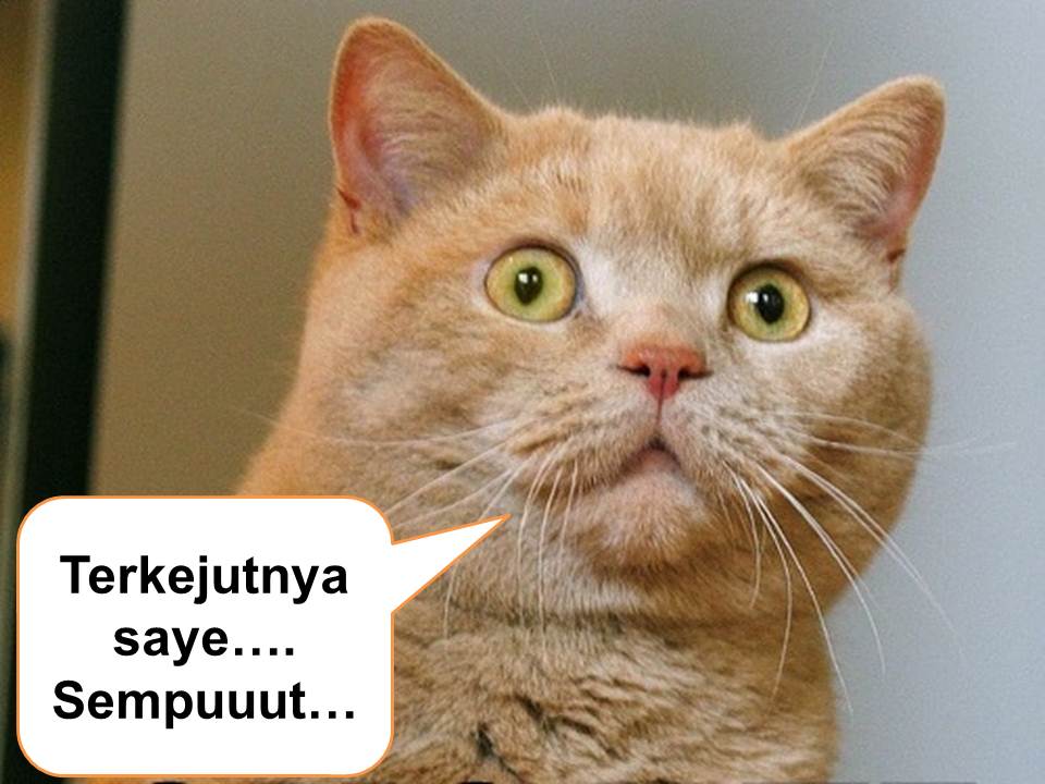 10 Gambar  Kucing  Lucu Syurga Itu Indah