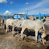Empaer realiza leilão de animais bovinos durante exposição em Campina Grande