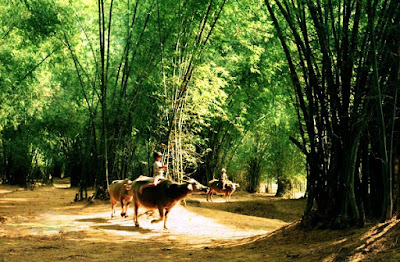 Bamboo tree - a symbol of Vietnam