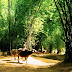 Bamboo tree - a symbol of Vietnam