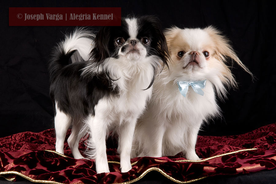 Download pinterest-laughs: Sunny | Male Japanese Chin Breeding Dog