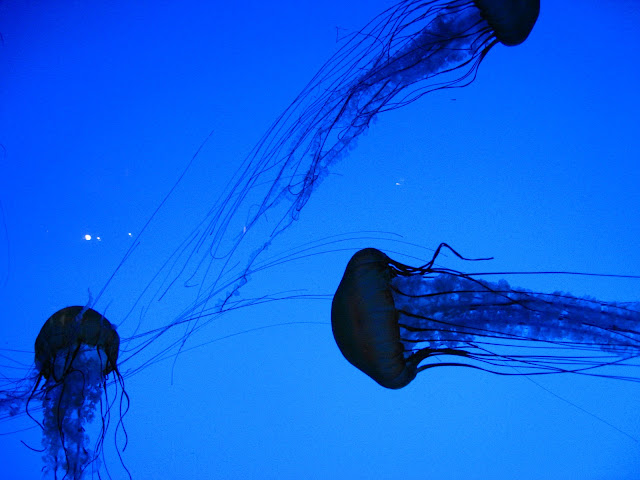 Boston Aquarium