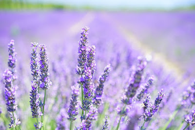 Lavender flowers