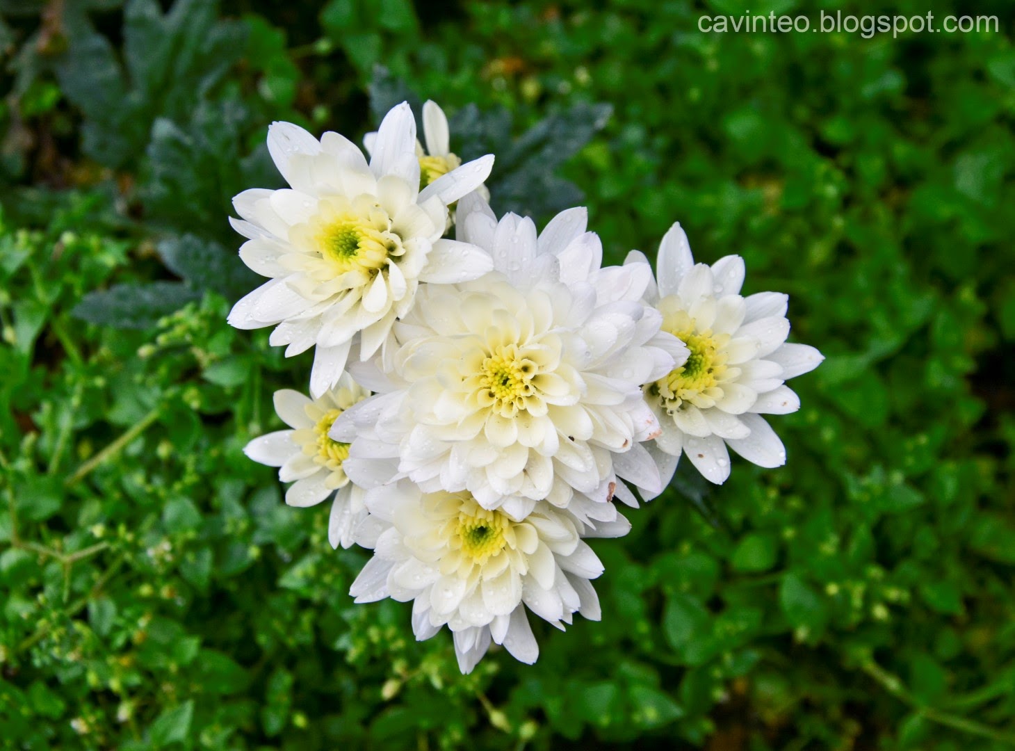 Entree Kibbles: Chrysanthemum Farm, Jim Thompson Cottage amp; Halal 