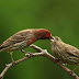 Burung Holic - Unduh Mp3 Bunyi Merdu Dan Ngerol House Finch Masteran