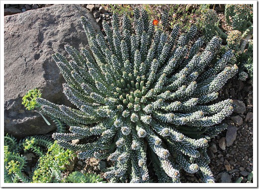 120414_RBG_Euphorbia-inermis-var-huttonae_01