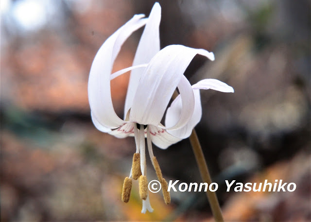 カタクリの白花型