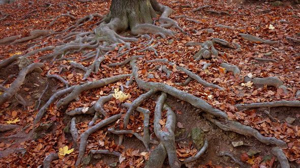 Invasive tree roots growing on ground surface