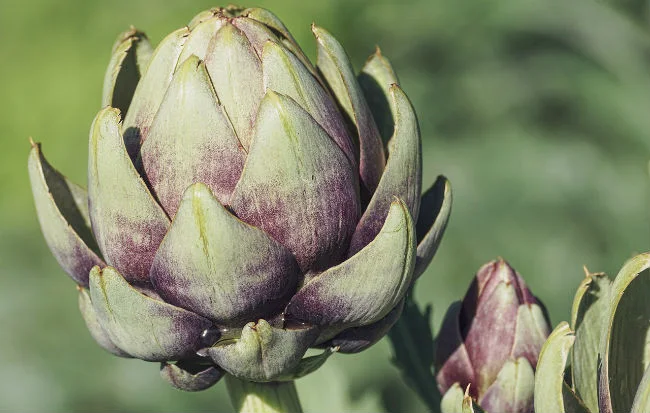 I carciofi fanno bene alla salute